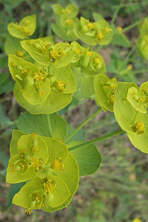 Euphorbia serrata \ Ges&auml;gte Wolfsmilch / Serrate Spurge, F Corbi&egrave;res,  Talairan 13.5.2007