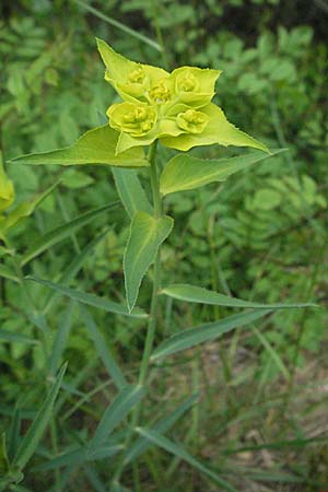 Euphorbia serrata \ Ges&auml;gte Wolfsmilch / Serrate Spurge, F Corbi&egrave;res,  Talairan 13.5.2007