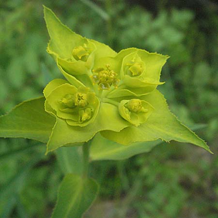Euphorbia serrata \ Ges&auml;gte Wolfsmilch / Serrate Spurge, F Corbi&egrave;res,  Talairan 13.5.2007