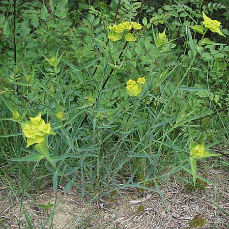 Euphorbia serrata \ Ges&auml;gte Wolfsmilch / Serrate Spurge, F Corbi&egrave;res,  Talairan 13.5.2007