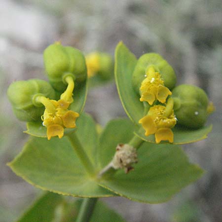 Euphorbia serrata \ Ges&auml;gte Wolfsmilch / Serrate Spurge, F Corbi&egrave;res,  Talairan 13.5.2007