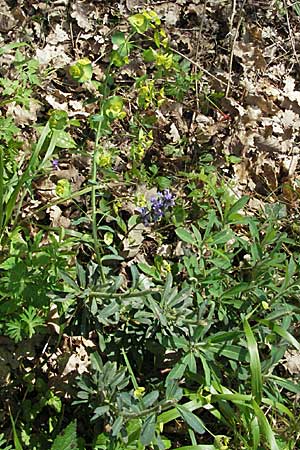 Euphorbia amygdaloides \ Mandelblttrige Wolfsmilch / Mediterranean Spurge, F Corbières, Talairan 13.5.2007