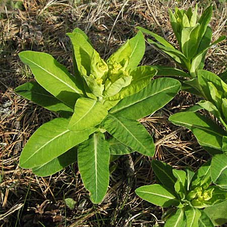 Euphorbia hyberna \ Irische Wolfsmilch / Irish Spurge, F Pyren&auml;en/Pyrenees, Mont Louis 13.5.2007