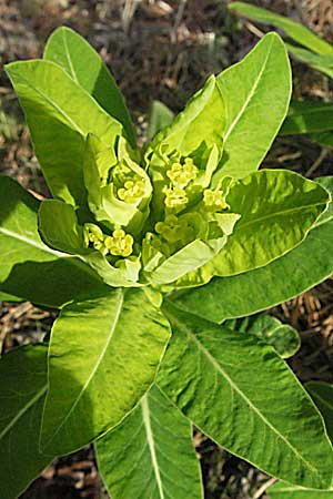 Euphorbia hyberna \ Irische Wolfsmilch / Irish Spurge, F Pyren&auml;en/Pyrenees, Mont Louis 13.5.2007