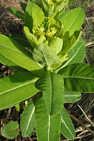 Euphorbia hyberna \ Irische Wolfsmilch / Irish Spurge, F Pyren&auml;en/Pyrenees, Mont Louis 13.5.2007