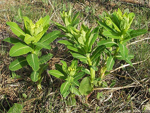 Euphorbia hyberna \ Irische Wolfsmilch / Irish Spurge, F Pyren&auml;en/Pyrenees, Mont Louis 13.5.2007