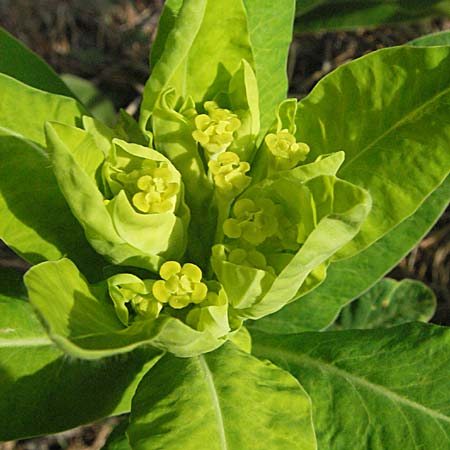 Euphorbia hyberna \ Irische Wolfsmilch / Irish Spurge, F Pyren&auml;en/Pyrenees, Mont Louis 13.5.2007