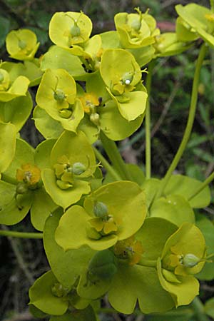 Euphorbia seguieriana \ Steppen-Wolfsmilch / Seguier's Spurge, F Pyrenäen/Pyrenees, Prades 14.5.2007