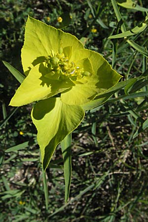Euphorbia serrata \ Ges&auml;gte Wolfsmilch / Serrate Spurge, F Pyren&auml;en/Pyrenees, Prades 14.5.2007