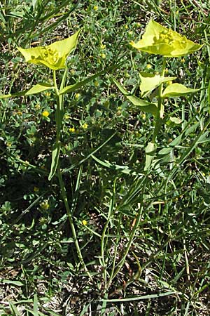 Euphorbia serrata \ Ges&auml;gte Wolfsmilch / Serrate Spurge, F Pyren&auml;en/Pyrenees, Prades 14.5.2007