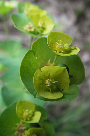 Euphorbia amygdaloides \ Mandelblttrige Wolfsmilch / Mediterranean Spurge, F Causse du Larzac 16.5.2007