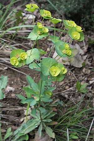 Euphorbia amygdaloides \ Mandelblttrige Wolfsmilch / Mediterranean Spurge, F Causse du Larzac 16.5.2007