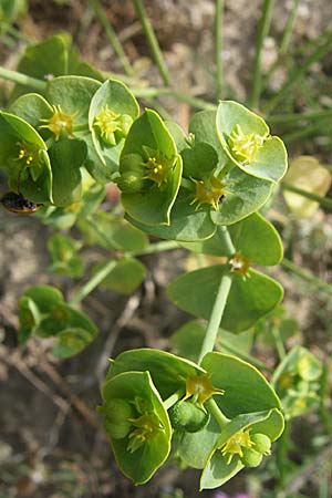 Euphorbia segetalis \ Saat-Wolfsmilch / Grainfield Spurge, F Toreilles 24.6.2008