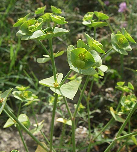 Euphorbia segetalis \ Saat-Wolfsmilch / Grainfield Spurge, F Toreilles 24.6.2008