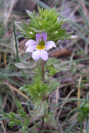 Euphrasia alpina \ Alpen-Augentrost / Alpine Eyebright, F Pyren&auml;en/Pyrenees, Puymorens 26.6.2008