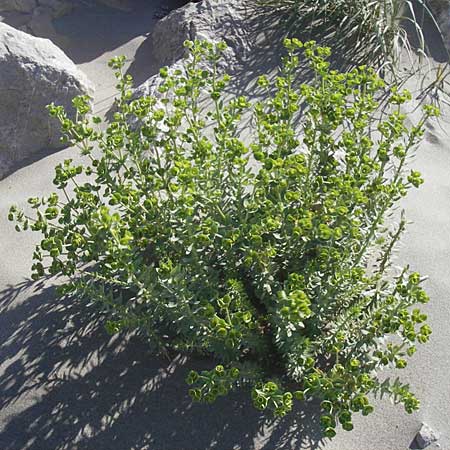 Euphorbia paralias \ K&uuml;sten-Wolfsmilch / Sea Spurge, F Saintes Maries de la Mer 27.5.2009