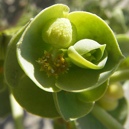Euphorbia paralias \ K&uuml;sten-Wolfsmilch / Sea Spurge, F Saintes Maries de la Mer 27.5.2009