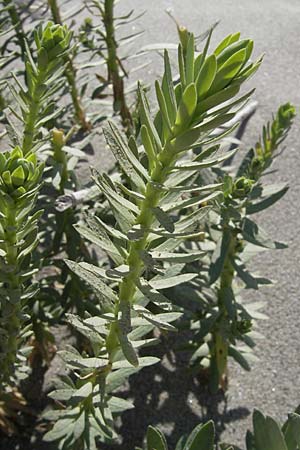 Euphorbia paralias \ K&uuml;sten-Wolfsmilch / Sea Spurge, F Saintes Maries de la Mer 27.5.2009
