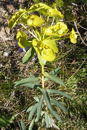 Euphorbia nicaeensis subsp. nicaeensis \ Nizza-Wolfsmilch / Southern Spurge, Honey-Flowered Spurge, F Saint-Guilhem-le-Desert 1.6.2009