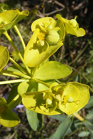 Euphorbia nicaeensis subsp. nicaeensis \ Nizza-Wolfsmilch / Southern Spurge, Honey-Flowered Spurge, F Saint-Guilhem-le-Desert 1.6.2009