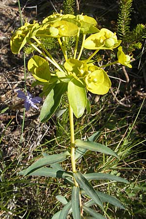 Euphorbia nicaeensis subsp. nicaeensis \ Nizza-Wolfsmilch / Southern Spurge, Honey-Flowered Spurge, F Saint-Guilhem-le-Desert 1.6.2009