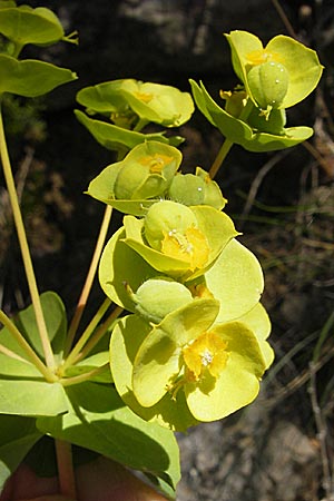 Euphorbia nicaeensis subsp. nicaeensis \ Nizza-Wolfsmilch / Southern Spurge, Honey-Flowered Spurge, F Saint-Guilhem-le-Desert 1.6.2009