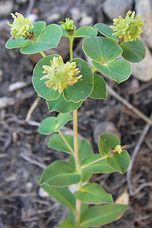 Euphorbia duvalii \ Duvals Wolfsmilch / Duval's Spurge, F Saint-Guilhem-le-Desert 1.6.2009