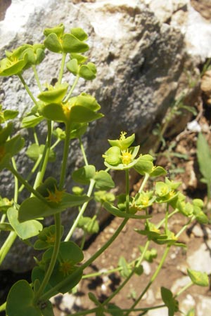 Euphorbia segetalis \ Saat-Wolfsmilch / Grainfield Spurge, F Saint-Guilhem-le-Desert 1.6.2009