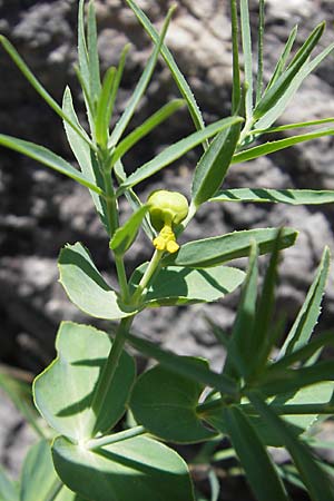 Euphorbia serrata \ Ges&auml;gte Wolfsmilch / Serrate Spurge, F Lac de Salagou 4.6.2009