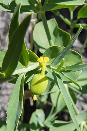Euphorbia serrata \ Ges&auml;gte Wolfsmilch / Serrate Spurge, F Lac de Salagou 4.6.2009