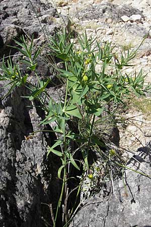 Euphorbia serrata \ Ges&auml;gte Wolfsmilch / Serrate Spurge, F Lac de Salagou 4.6.2009