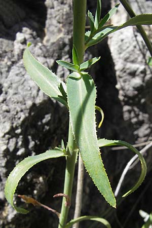 Euphorbia serrata \ Ges&auml;gte Wolfsmilch / Serrate Spurge, F Lac de Salagou 4.6.2009