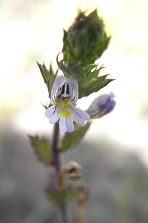 Euphrasia stricta \ Steifer Augentrost / Drug Eyebright, F Bitche 10.7.2010