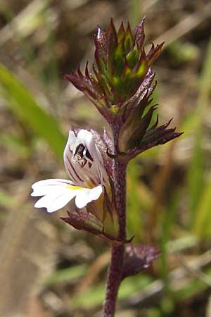 Euphrasia stricta \ Steifer Augentrost / Drug Eyebright, F Bitche 10.7.2010