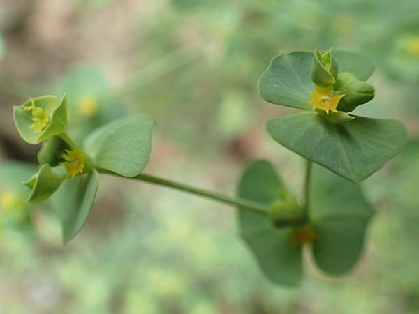 Euphorbia segetalis \ Saat-Wolfsmilch / Grainfield Spurge, F Pyren&auml;en/Pyrenees, Gorges de la Fou 10.8.2018