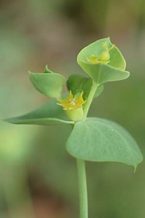 Euphorbia segetalis \ Saat-Wolfsmilch / Grainfield Spurge, F Pyren&auml;en/Pyrenees, Gorges de la Fou 10.8.2018