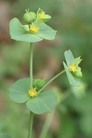 Euphorbia segetalis \ Saat-Wolfsmilch / Grainfield Spurge, F Pyren&auml;en/Pyrenees, Gorges de la Fou 10.8.2018