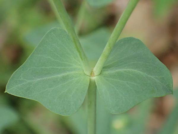 Euphorbia segetalis \ Saat-Wolfsmilch / Grainfield Spurge, F Pyren&auml;en/Pyrenees, Gorges de la Fou 10.8.2018