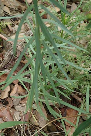 Euphorbia segetalis \ Saat-Wolfsmilch / Grainfield Spurge, F Pyren&auml;en/Pyrenees, Gorges de la Fou 10.8.2018