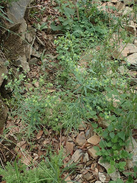 Euphorbia segetalis \ Saat-Wolfsmilch / Grainfield Spurge, F Pyren&auml;en/Pyrenees, Gorges de la Fou 10.8.2018