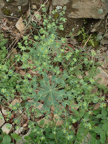 Euphorbia segetalis \ Saat-Wolfsmilch / Grainfield Spurge, F Pyren&auml;en/Pyrenees, Gorges de la Fou 10.8.2018