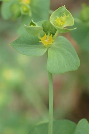 Euphorbia segetalis \ Saat-Wolfsmilch / Grainfield Spurge, F Pyren&auml;en/Pyrenees, Gorges de la Fou 10.8.2018