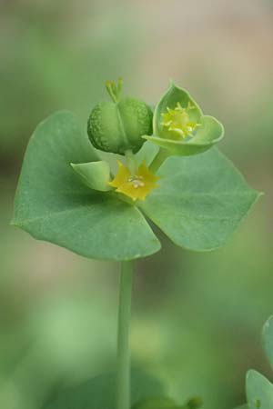 Euphorbia segetalis \ Saat-Wolfsmilch / Grainfield Spurge, F Pyren&auml;en/Pyrenees, Gorges de la Fou 10.8.2018