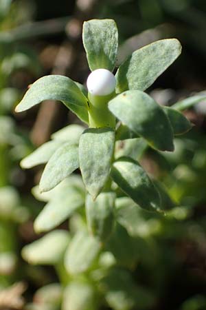 Euphorbia spinosa \ Dornige Wolfsmilch / Spiny Spurge, F Caussols 2.5.2023