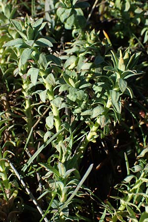 Euphorbia spinosa \ Dornige Wolfsmilch / Spiny Spurge, F Caussols 2.5.2023