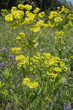 Euphorbia saratoi \ Schein-Ruten-Wolfsmilch / Twiggy Spurge, F Dept. Aveyron,  Tiergues 8.6.2006