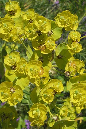 Euphorbia saratoi \ Schein-Ruten-Wolfsmilch / Twiggy Spurge, F Dept. Aveyron,  Tiergues 8.6.2006