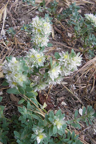Paronychia argentea \ Silber-Nagelkraut, Silber-Mauermiere / Silver Nailwort, F S&egrave;te 4.6.2009