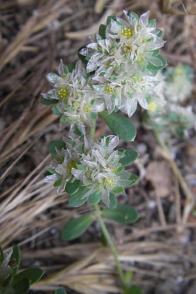 Paronychia argentea \ Silber-Nagelkraut, Silber-Mauermiere / Silver Nailwort, F S&egrave;te 4.6.2009