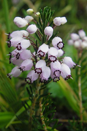 Erica vagans \ Wander-Heide, Cornwall-Heide / Cornish Heath, F Pyren&auml;en/Pyrenees, Col de Tourmalet 26.8.2011
